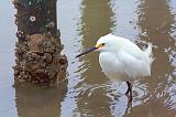 Egret Near Piling_37737